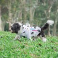 ������ Ƽ���� �ĵ� ������ 7�� // Ǯ�÷� �μⰡ��